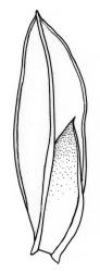 Fissidens bryoides, sub-perichaetial leaf. Drawn from E. Lürling s.n., 4 Aug. 1997, AK 236259.
 Image: R.C. Wagstaff © Landcare Research 2014 